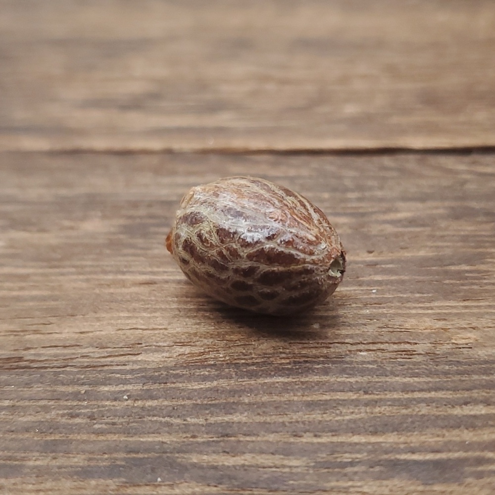 Mocha nut bead‎